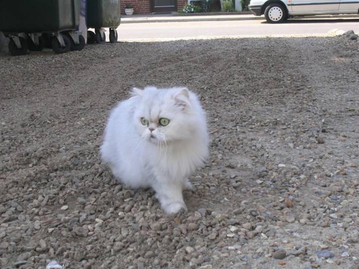 Perser Perle  billede 14