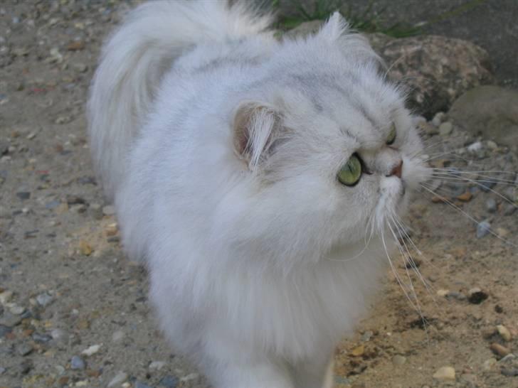 Perser Perle  billede 15