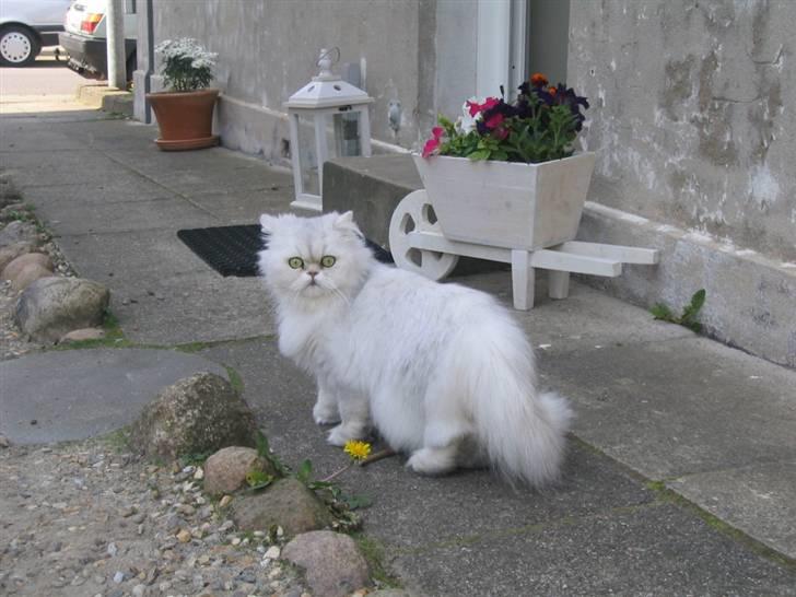 Perser Perle  billede 16