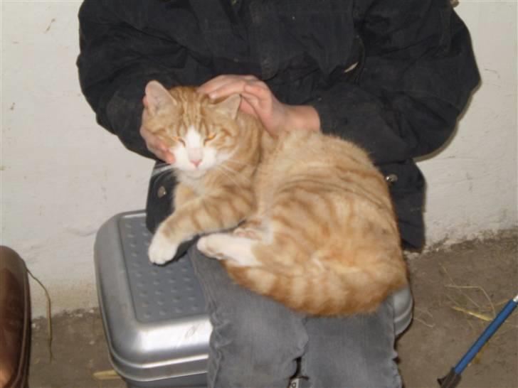 Huskat Skøttesmindes Mikkel - Dejligt at blive kælet. billede 1