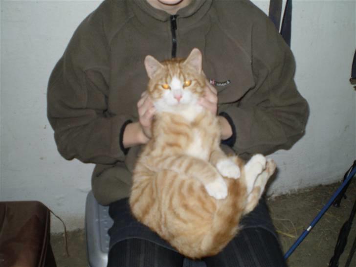 Huskat Skøttesmindes Mikkel - Søs der kæler med ham. billede 3