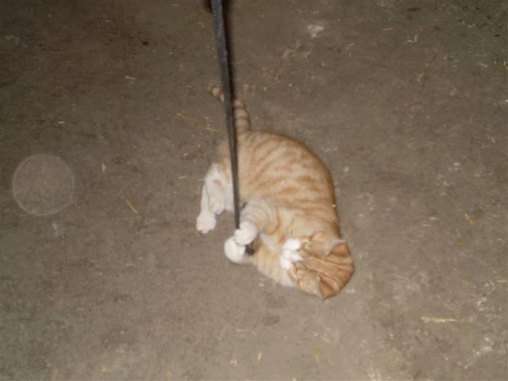 Huskat Skøttesmindes Mikkel - Han er så legesygg. billede 4