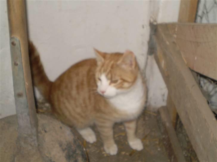 Huskat Skøttesmindes Mikkel - Lillle Mikkel der titter frem. billede 5