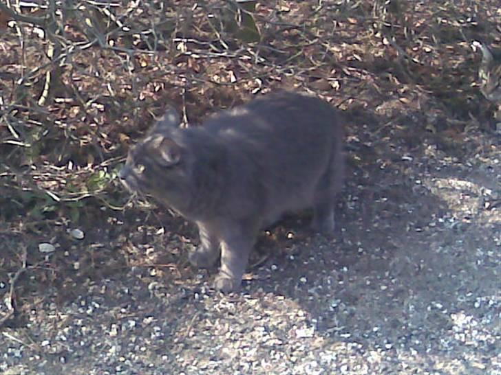 Norsk Skovkat Ballou - Dejligt at være ude i det fri :D billede 4