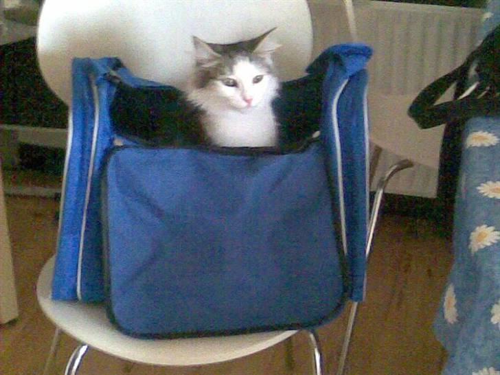 Norsk Skovkat Trille - I kan ikke finde mig! billede 15