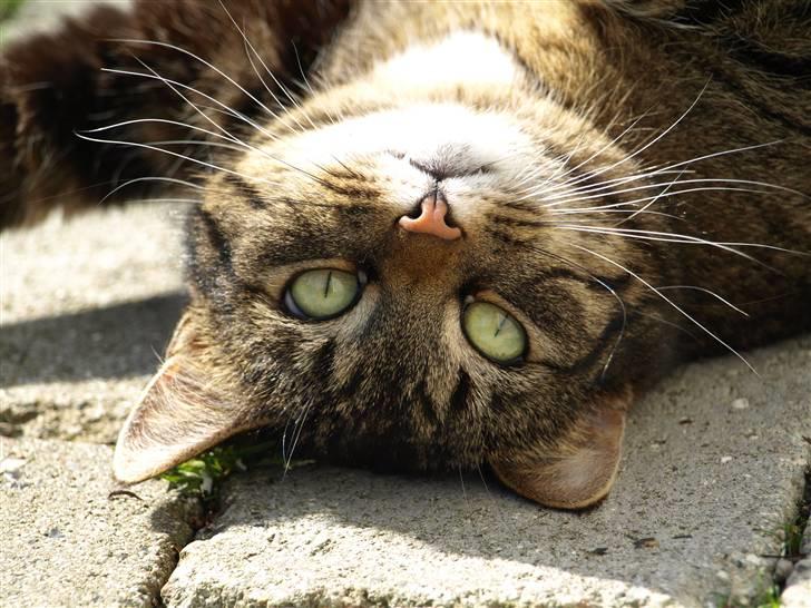 Huskat Fie billede 7