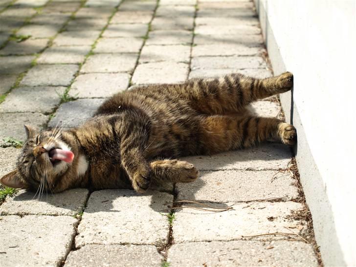 Huskat Fie billede 8