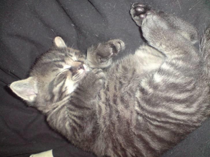 Huskat Hr. Haton ( Død ) billede 12