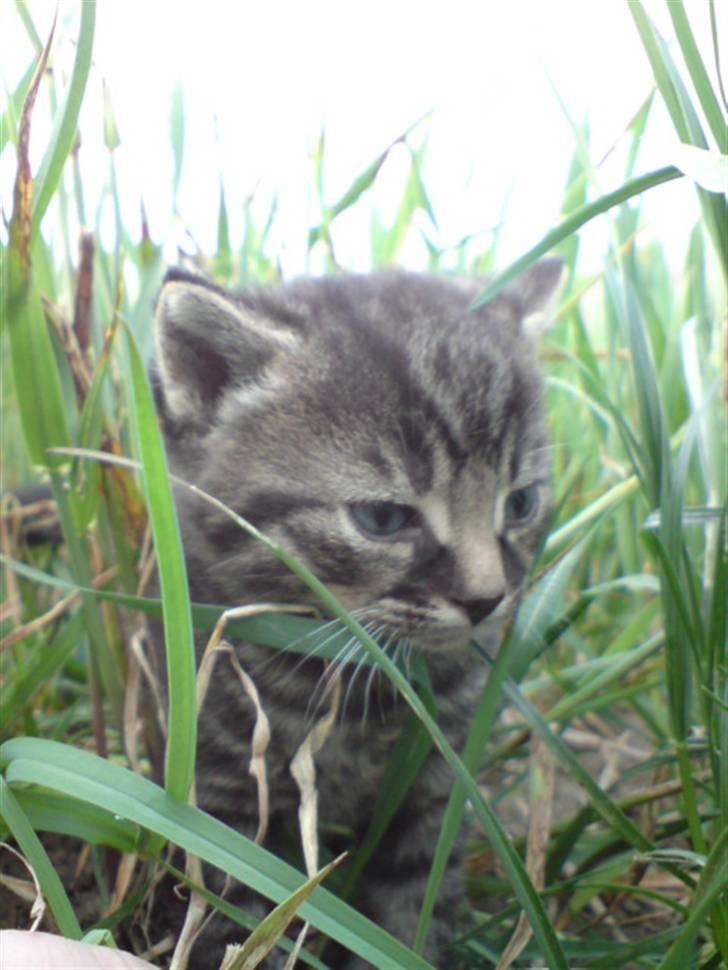 Huskat Hr. Haton ( Død ) billede 13