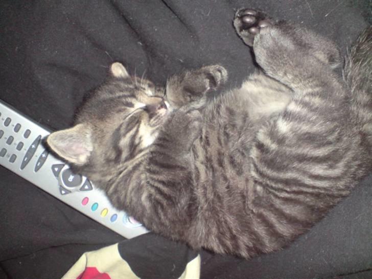 Huskat Hr. Haton ( Død ) billede 14