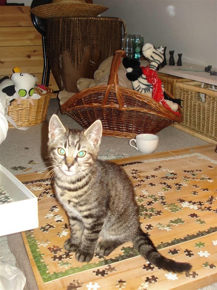 Huskat Hr. Haton ( Død ) billede 15