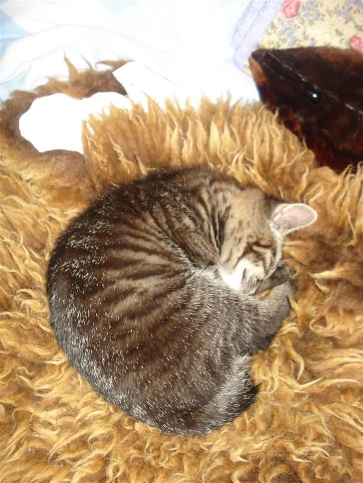 Huskat Hr. Haton ( Død ) billede 16