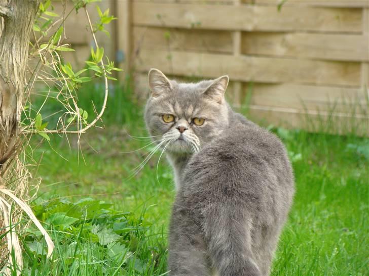 Exotic Cæsar billede 16