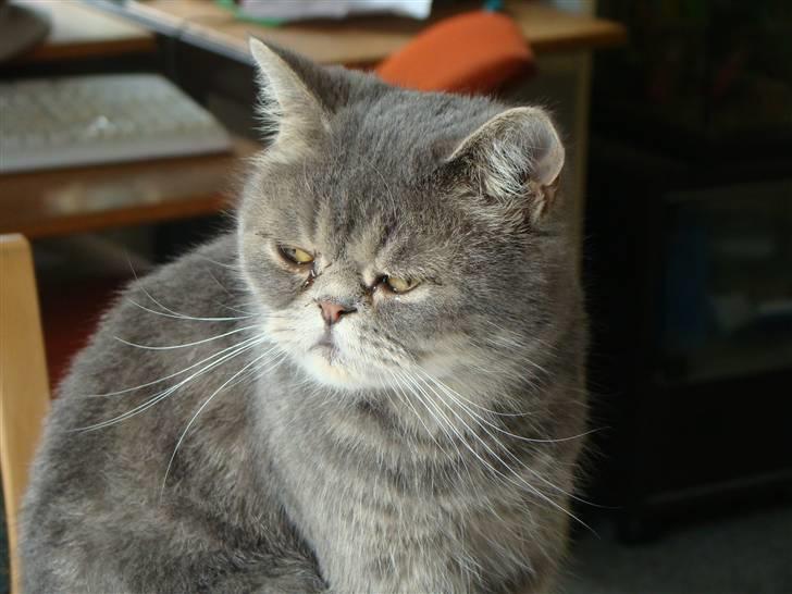 Exotic Cæsar billede 17