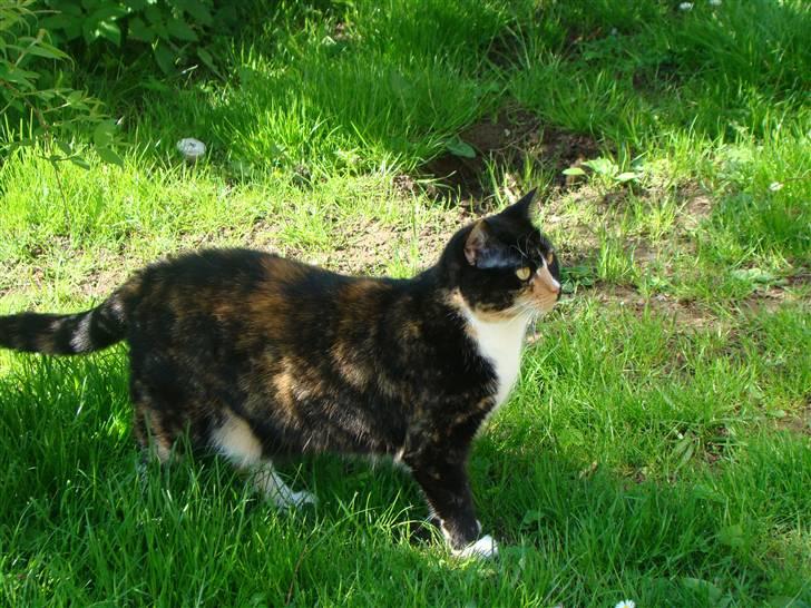 Blanding af racer Fine billede 16