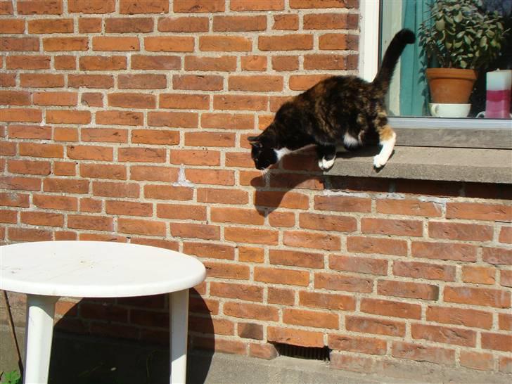 Blanding af racer Fine billede 17