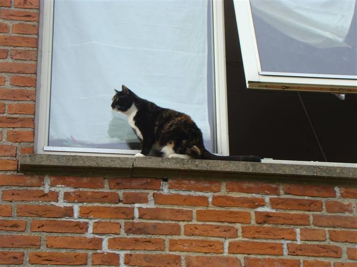 Blanding af racer Fine billede 18