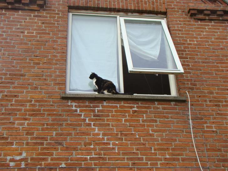 Blanding af racer Fine billede 19