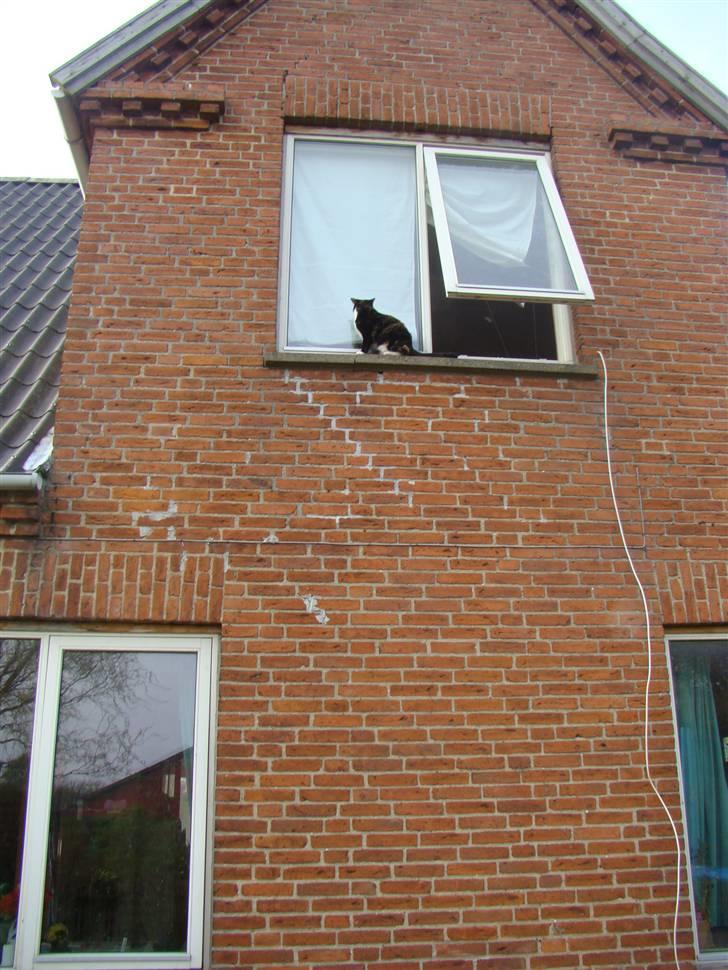 Blanding af racer Fine billede 20