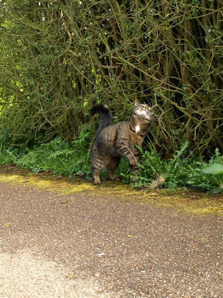 Huskat Fie billede 9