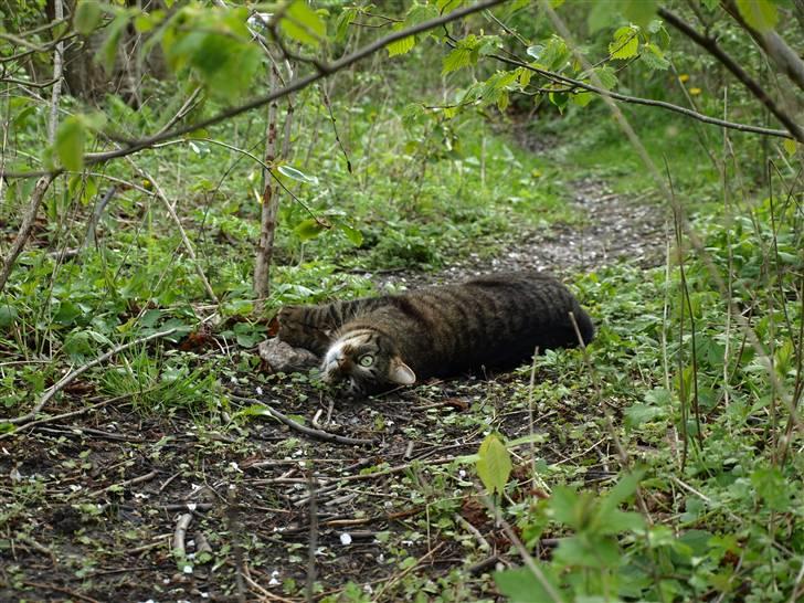 Huskat Fie billede 10