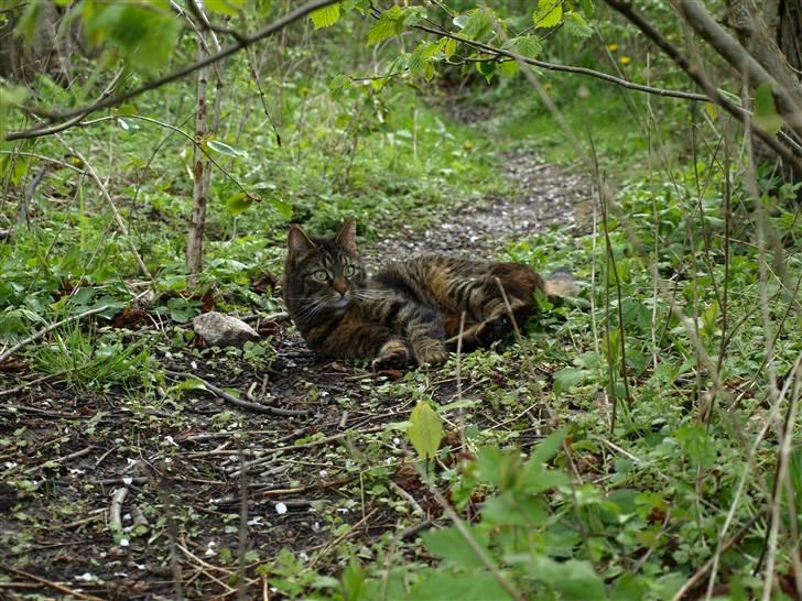 Huskat Fie billede 11