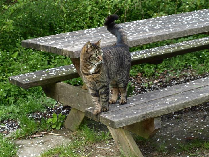 Huskat Fie billede 12