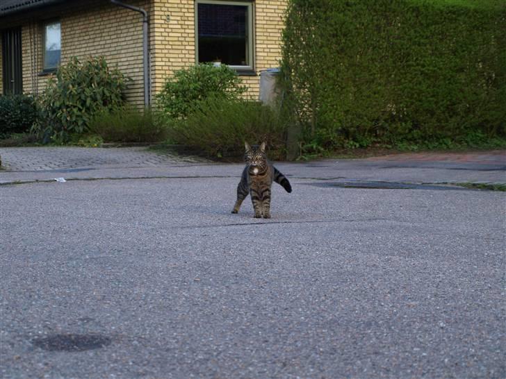 Huskat Fie billede 13