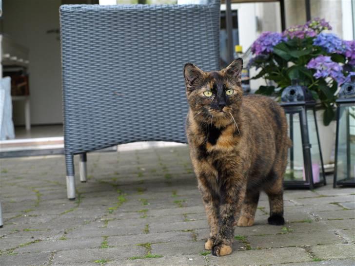 Huskat Freja billede 10