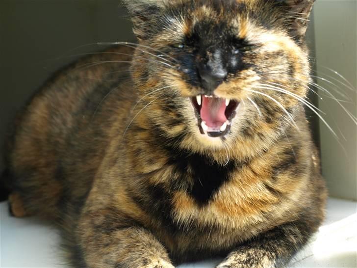 Huskat Freja billede 11