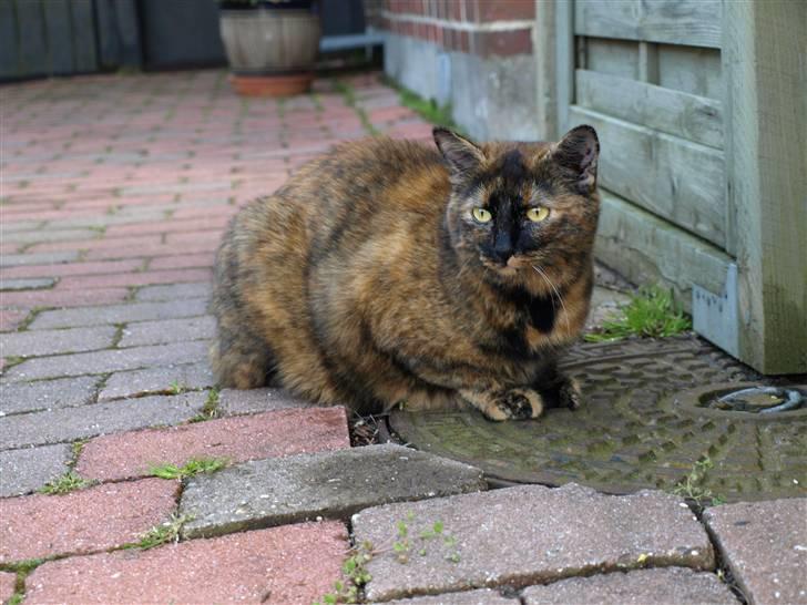 Huskat Freja billede 12