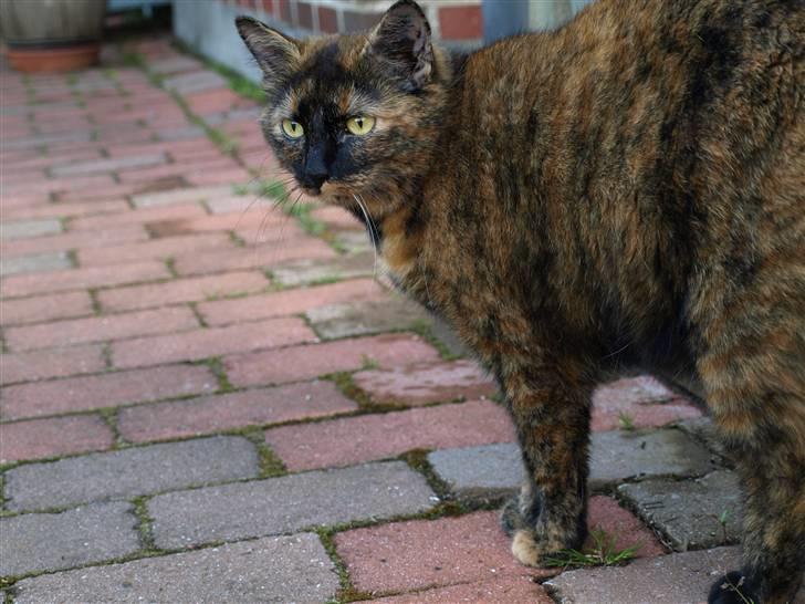 Huskat Freja billede 13