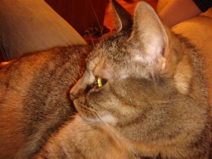 Blanding af racer maggie billede 2