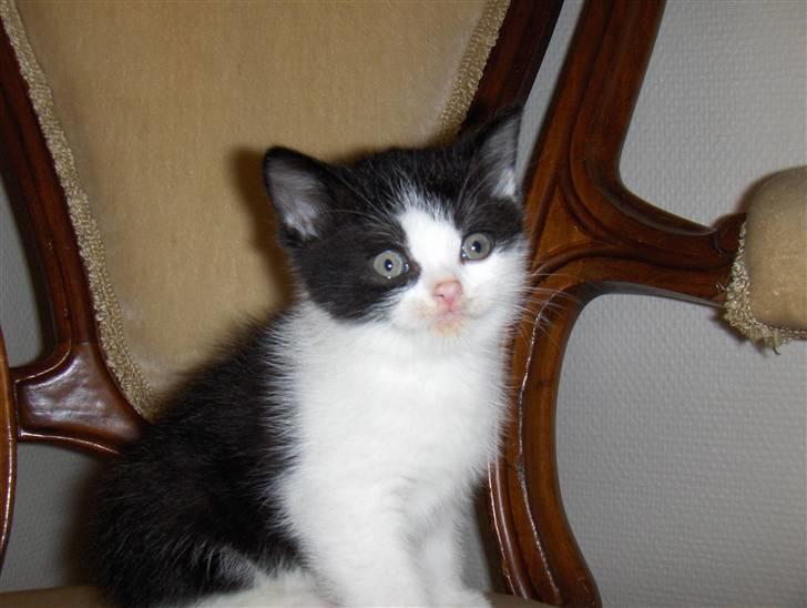 British Shorthair felix billede 1