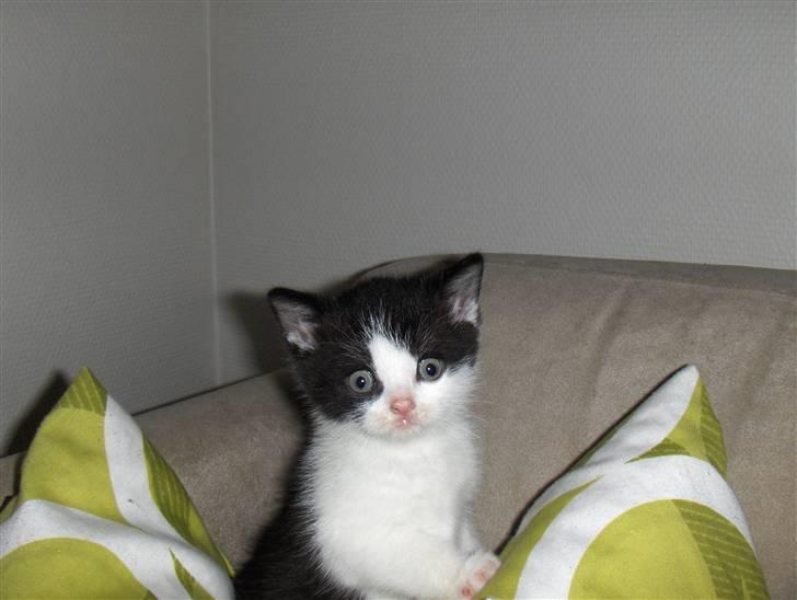 British Shorthair felix billede 2