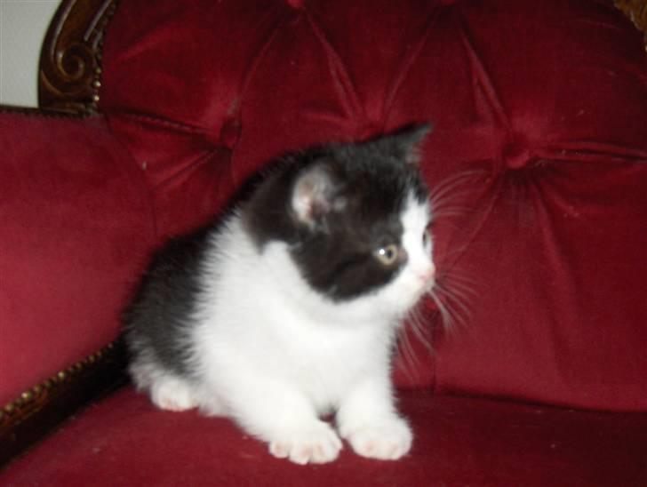 British Shorthair felix billede 3