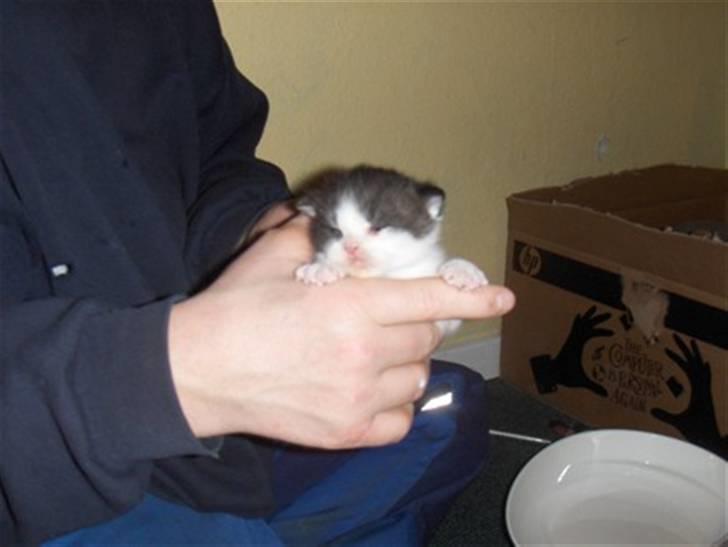 British Shorthair felix billede 4