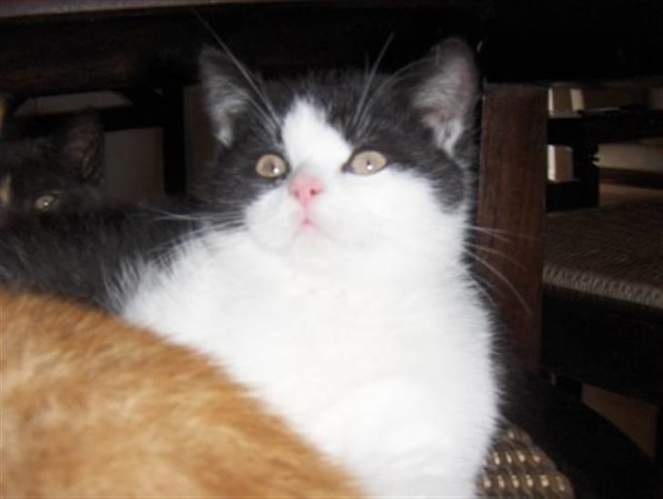 British Shorthair felix billede 5