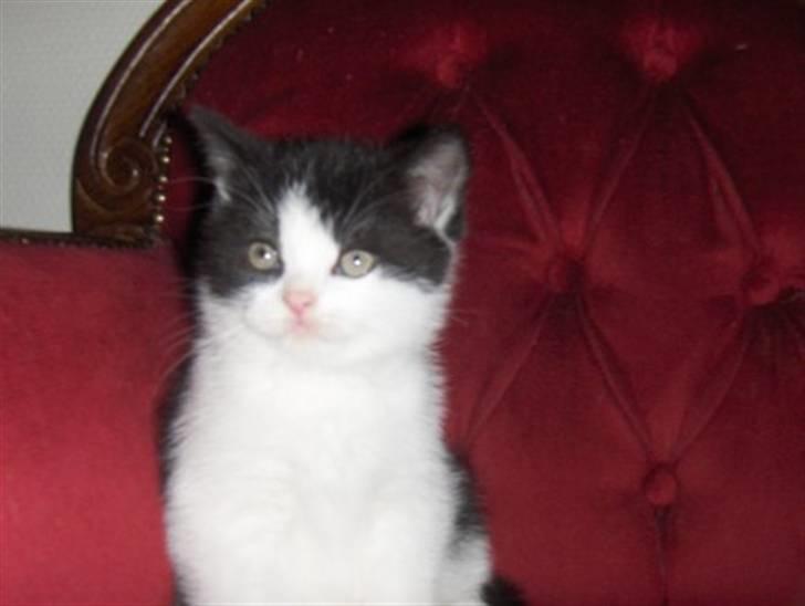 British Shorthair felix billede 6