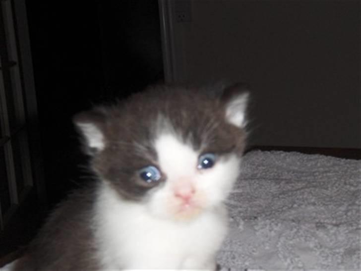 British Shorthair felix billede 7