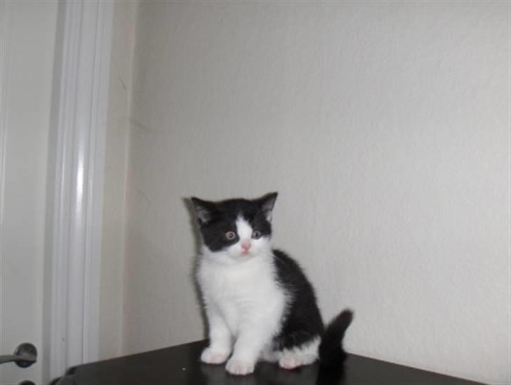 British Shorthair felix billede 8