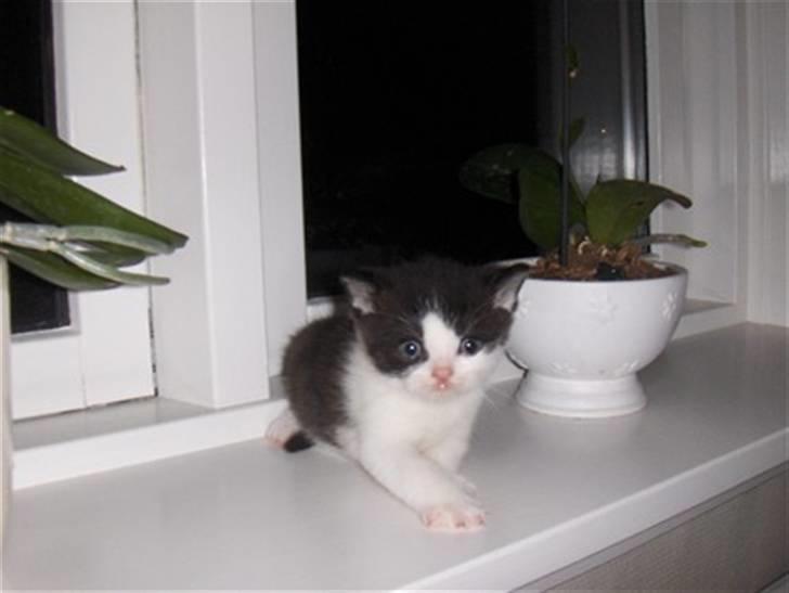 British Shorthair felix billede 9