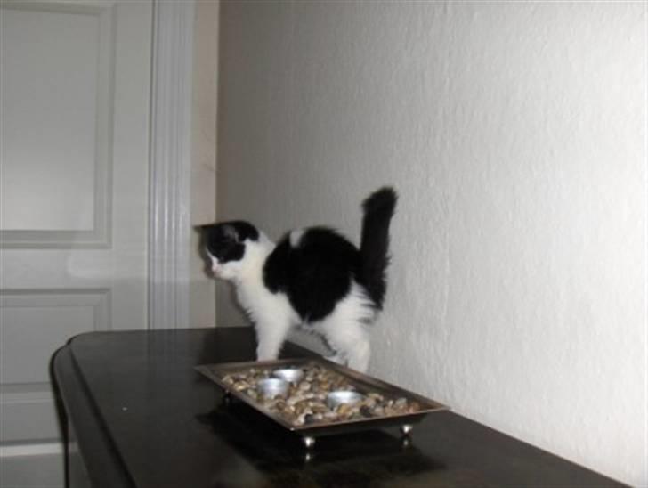 British Shorthair felix billede 10