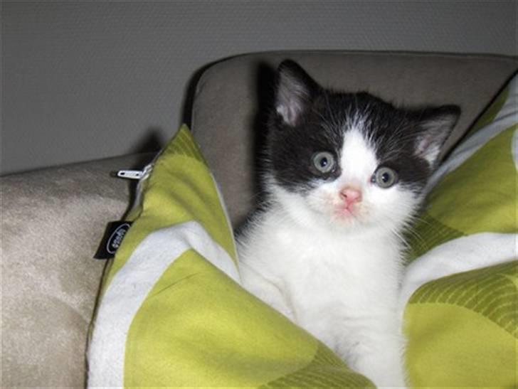 British Shorthair felix billede 11