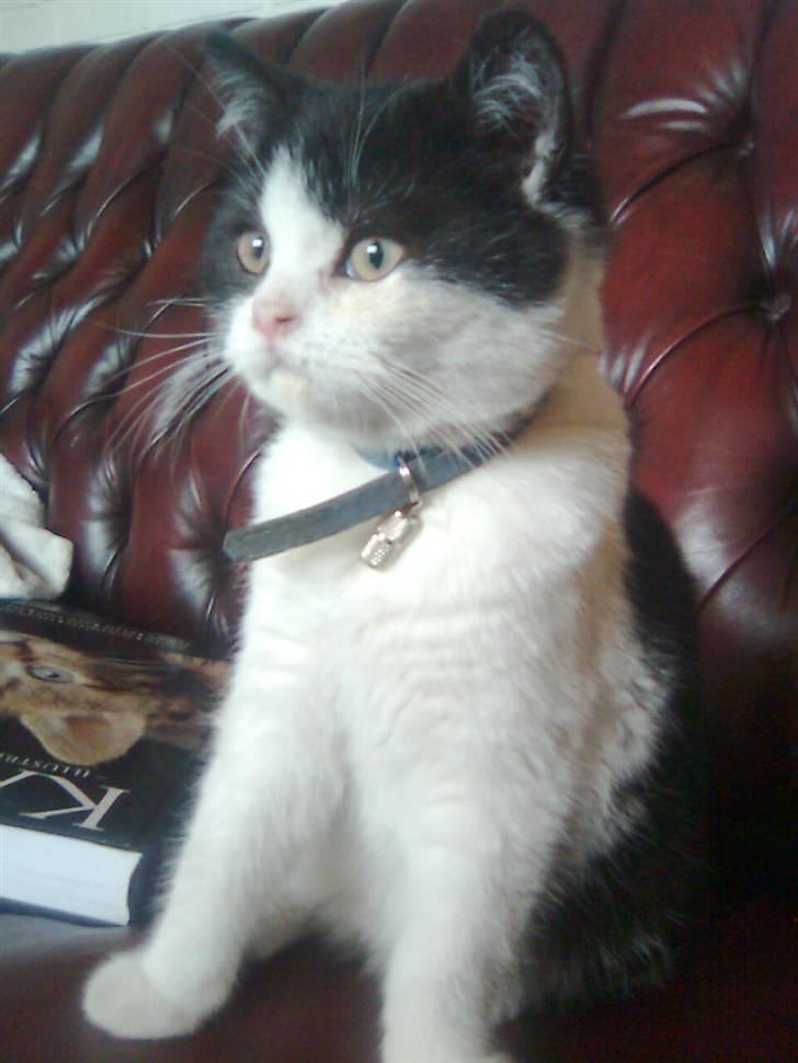 British Shorthair felix billede 12