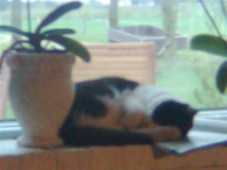 British Shorthair felix billede 13