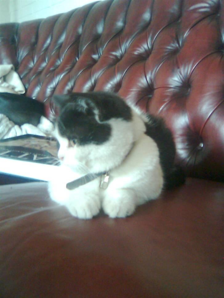 British Shorthair felix billede 14