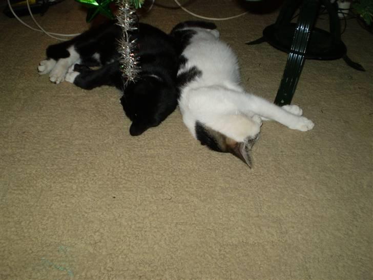 Huskat Sorte DØD - nu det jul igen og far er fuld igen og sorte sover under boret. Jule træ er mig når det er med dig og julen vare bare længe. Fotograf Heidi billede 16