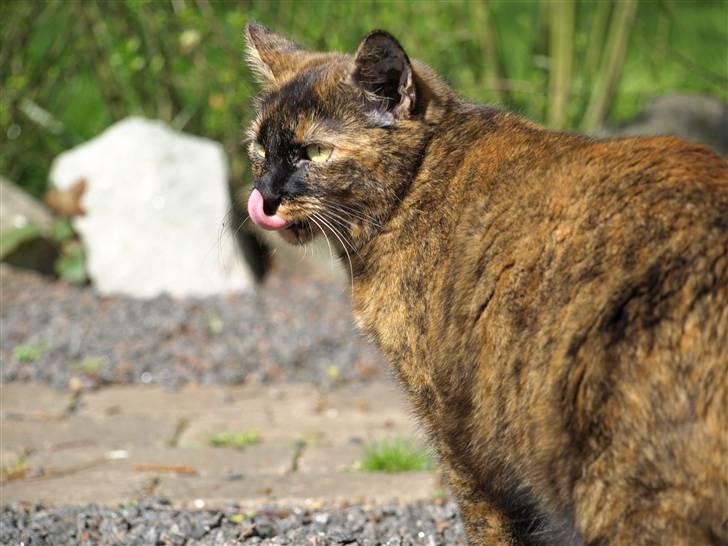 Huskat Freja billede 14