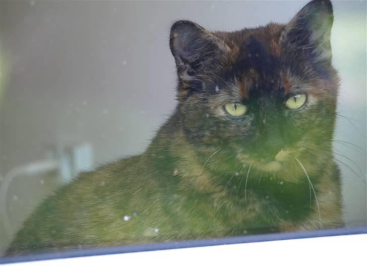 Huskat Freja billede 15